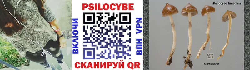 Купить где  Дубна  Галлюциногенные грибы Cubensis 